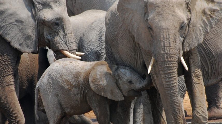 Elefantas podem enfrentam complicações no parto, segundo estudo que desafia a ideia de que nascimentos difíceis seriam um problema exclusivamente humano.