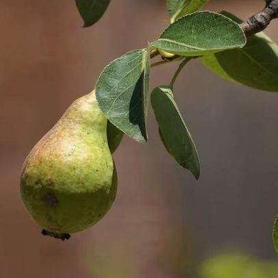 Pesquisa da USP mostra benefícios das plantas comestíveis nas cidades