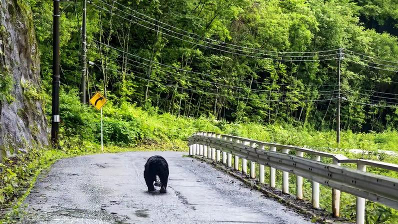 Um urso-negro caminha por uma estrada rural nas montanhas de Shizukuishi, na província de Iwate, no Japão