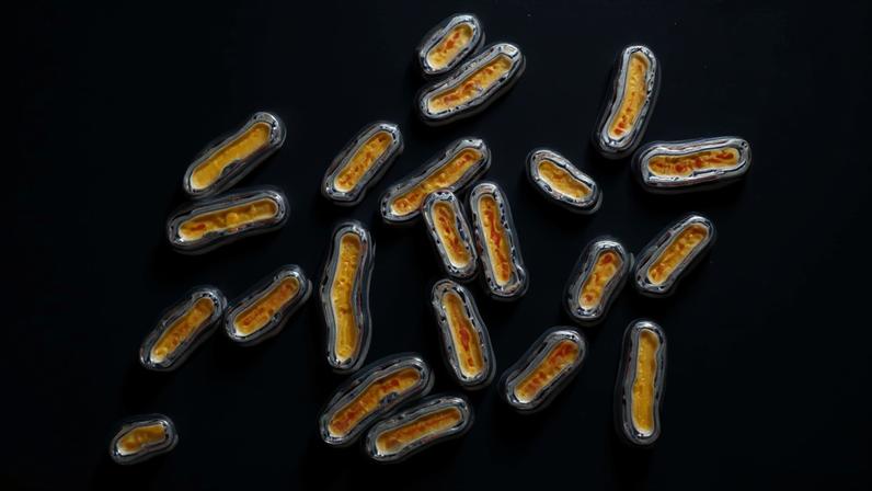 A Salmonella é a bactéria responsável pela salmonelose, uma doença transmitida por alimentos muito comum. A salmonelose geralmente se caracteriza por um surto agudo de febre, dor abdominal, diarreia, náuseas, desidratação grave e septicemia. Imagem produzida por microscopia óptica.