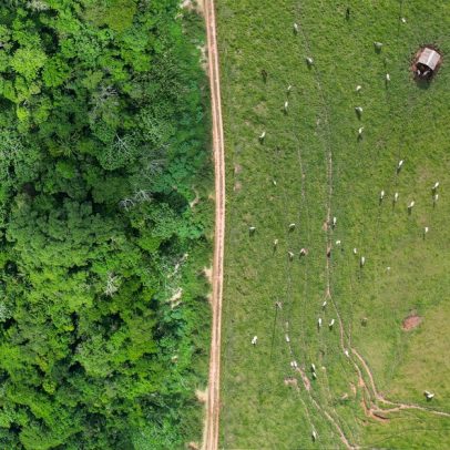 Pecuária brasileira não precisa ficar à mercê da Europa