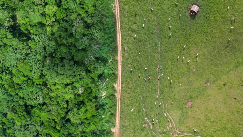 Gado pasta ao lado de área de floresta no Acre, na Amazônia brasileira.