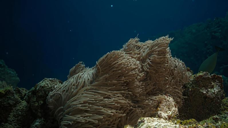 Diversas criaturas marinhas, como recifes de coral nas Maldivas