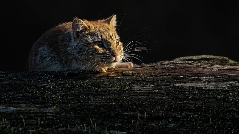 Um rato-do-campo (Myodes glareolus). Ele pode transmitir o hantavírus, que é perigoso para os humanos, e a leptospirose
