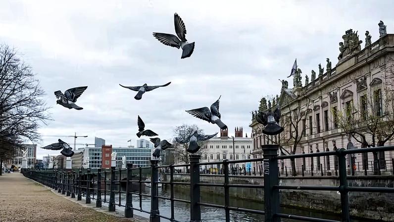 Pombos voam às margens do rio Spree, em Berlim, na Alemanha.