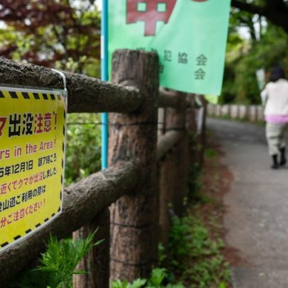 Japão confirma primeira morte causada por um urso em 2026, em meio à crise