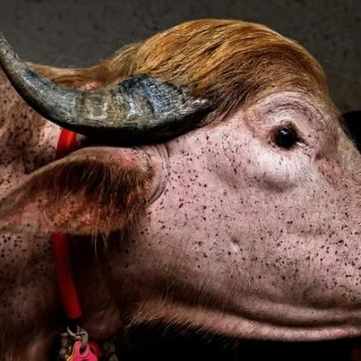 Búfalo albino vira atração viral em fazenda de Bangladesh por lembrar Trump
