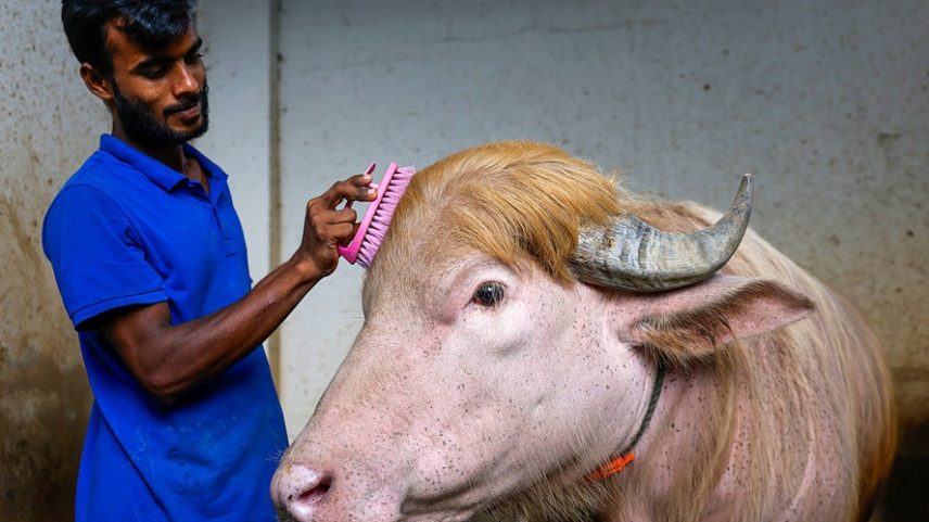 Funcionário cuida do búfalo albino apelidado de “Donald Trump” em uma fazenda em Narayanganj, Bangladesh, em 18 de maio de 2026, antes do Eid al-Adha.