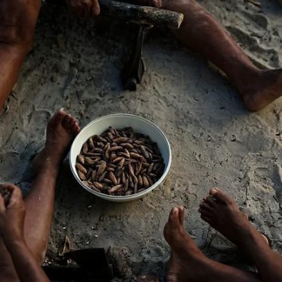 Bioeconomia brasileira ganha força global após G20 e COP30, mas precisa atrair investimentos
