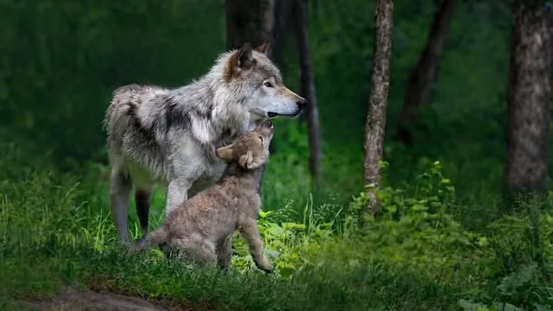 Uma loba adulta interage com um filhote em área florestal. Um surto de cinomose canina levou a população de lobos da região ao menor nível registrado em duas décadas.