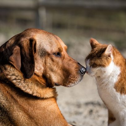 Pomada de startup do Acre com ativos da Amazônia acelera cicatrização de pets