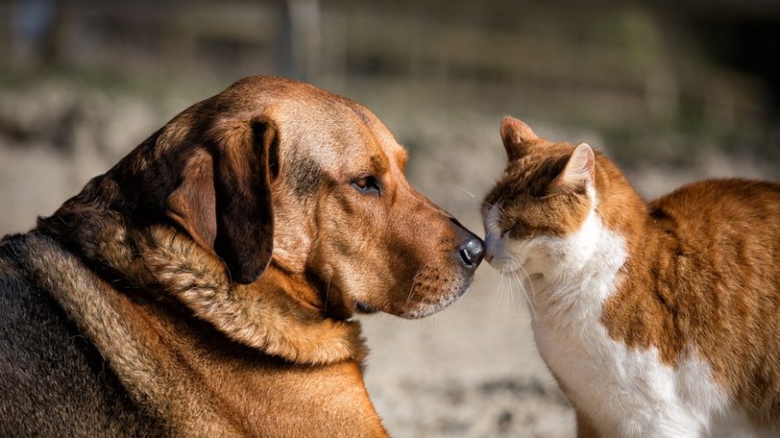 Tecnologia desenvolvida por pesquisadores amazônicos aposta em ativos naturais da floresta para acelerar a cicatrização de feridas em cães e gatos. A iniciativa reúne universidade, bioeconomia e empreendedorismo em uma tentativa de levar a biodiversidade da Amazônia do laboratório ao mercado pet.