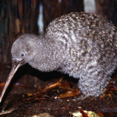 Kiwi volta a habitar a capital da Nova Zelândia após um século