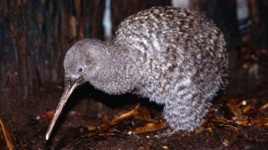 Kiwi-pequeno na Nova Zelândia; espécie símbolo do país é foco de projetos de reintrodução em regiões urbanas.