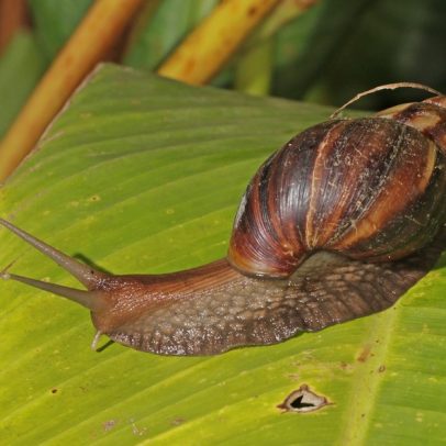 Dicas para proteger imóveis contra o caracol africano.