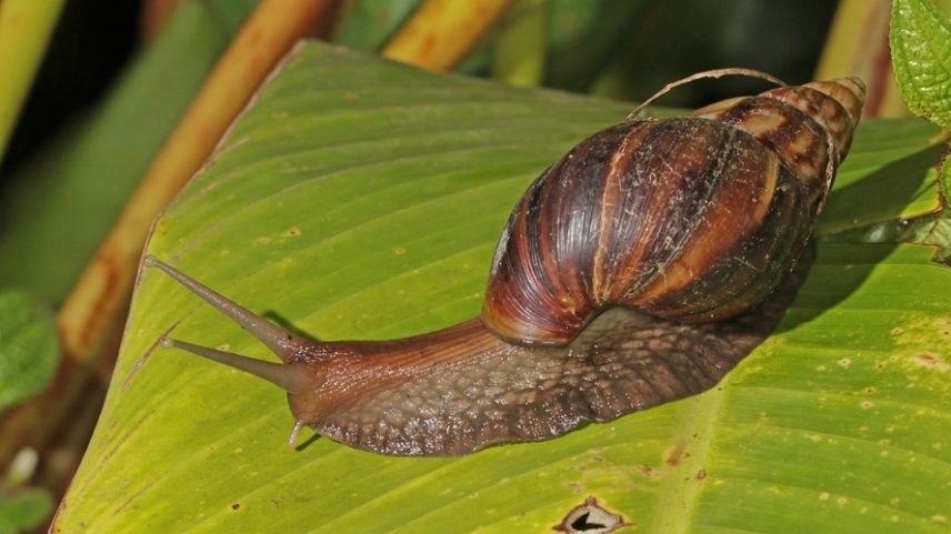 Dicas para proteger imóveis contra o caracol africano.