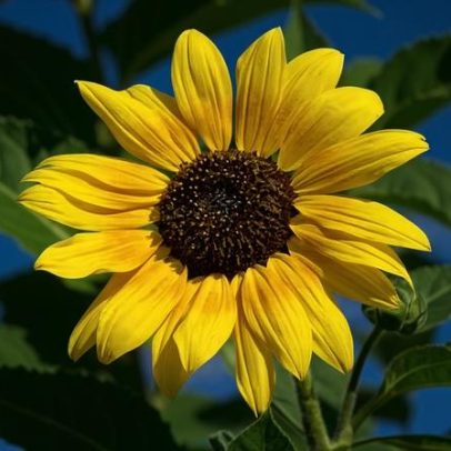 Girassol: curiosidades e dicas de cuidado para flores bonitas