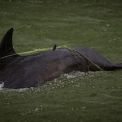 Baleias e golfinhos sofrem sequelas meses após libertação de redes, diz estudo