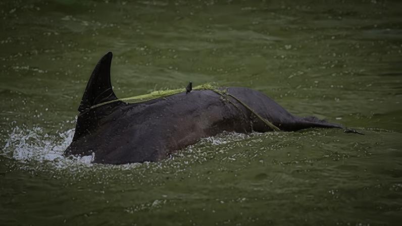 Golfinho-nariz-de-garrafa (Tursiops truncatus) emaranhado em rede no mar de Auckland, Nova Zelândia. Observe a flexão prejudicada da cauda devido à linha de pesca enrolada nas nadadeiras caudais, penetrando a borda anterior da barbatana dorsal.