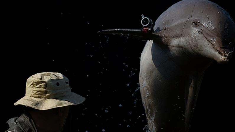 Crescem as suspeitas de que o Irã poderá usar golfinhos adestrados para atacar navios dos Estados Unidos no Golfo Pérsico — Foto: Getty Images via BBC