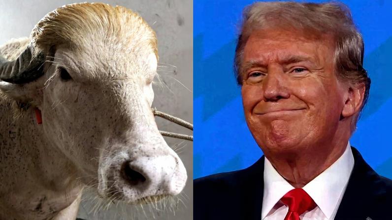 Imagem colorida mostra búfalo e Trump - Metrópoles