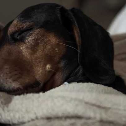 Onde cães devem dormir no frio: especialistas apontam erros e local ideal