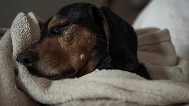 Inverno: veja como proteger seu cachorro das baixas temperaturas