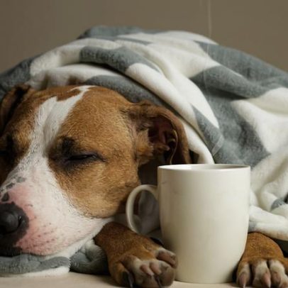 Gripe em cães: sintomas e formas de prevenção