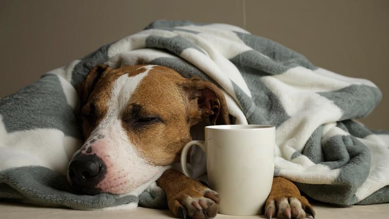 A gripe é uma doença que também pode afetar os cachorros