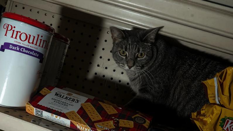 Ashley the bodega cat at Rodriguez Grocery & Deli in New York, on June 2, 2025. A wholesome and delightful video series conducts "interviews" with the feline occupants of New York's delis and bodegas.