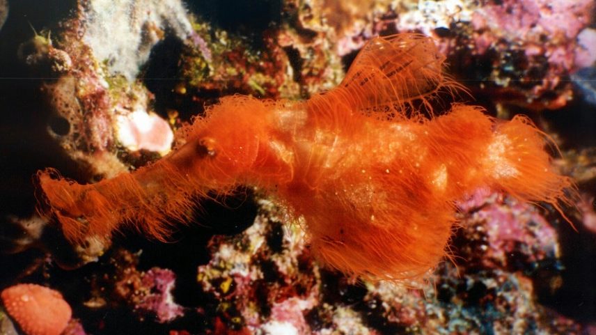 Exemplar da nova espécie registrada em seu habitat natural na Papua-Nova Guiné. O peixe chamou atenção dos cientistas pelo corpo “peludo” e focinho alongado.