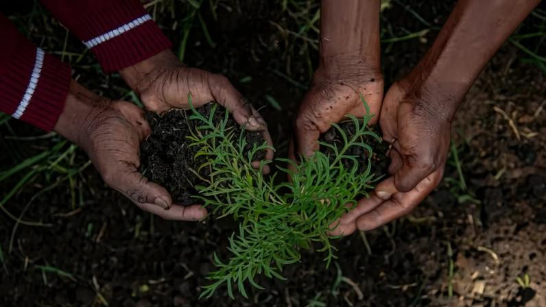 Pessoas plantando — Foto: Hammilton Ojijo via Unsplash