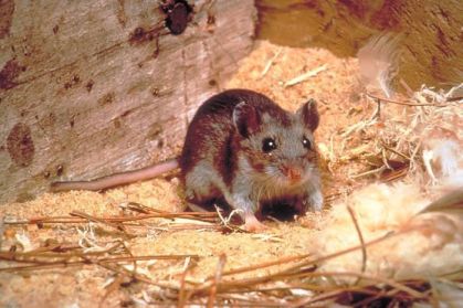 O rato-cervo é o transmissor mais comum do hantavírus nos EUA
