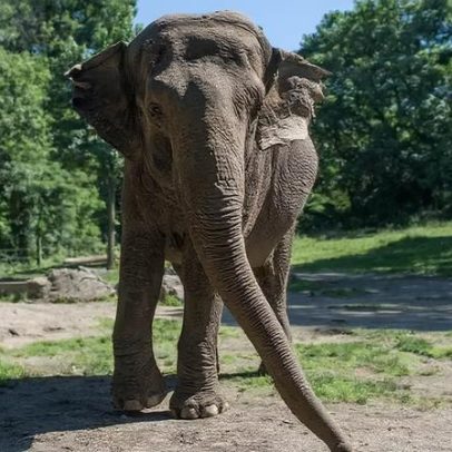 Elefanta Happy, famosa por reconhecer a si mesma, é sacrificada