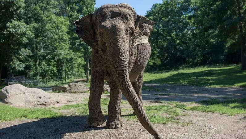 A elefanta asiática Happy no Zoológico do Bronx, em Nova Yor (EUA)