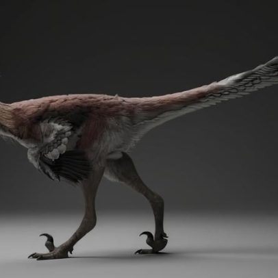 Fóssil na Argentina revela dinossauro com semelhança a garça