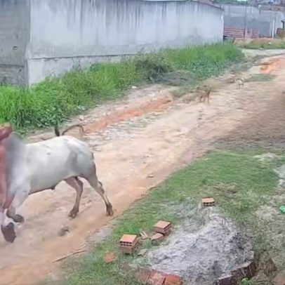 Boi arremessa homem durante ataque em Pernambuco, mostra vídeo