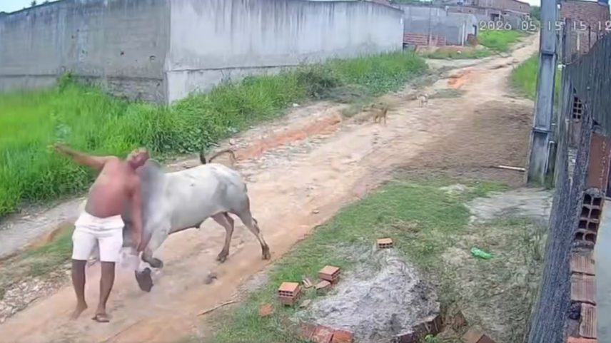 Imagem colorida mostra homem sendo atacado por boi - Metrópoles