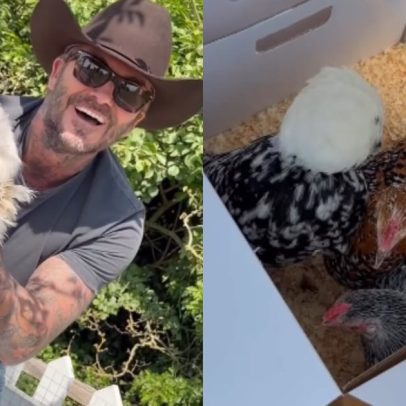 David Beckham ganha galinhas raras de presente por seu 51º aniversário