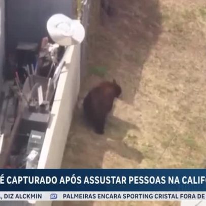 Urso é capturado em cidade da Califórnia e libertado na floresta