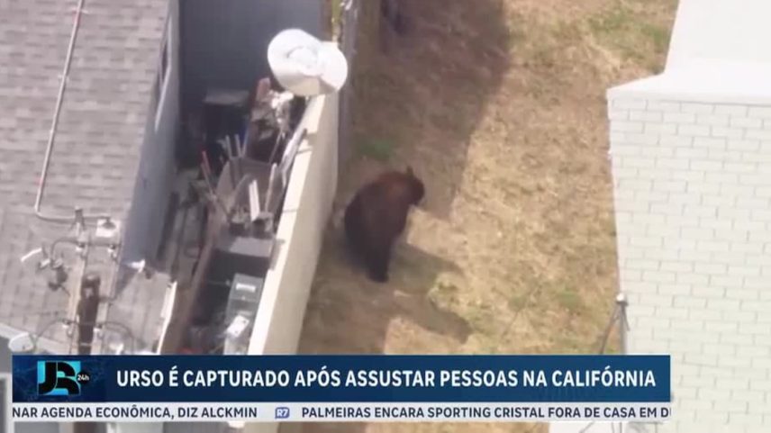 Urso é capturado em cidade da Califórnia e solto em floresta