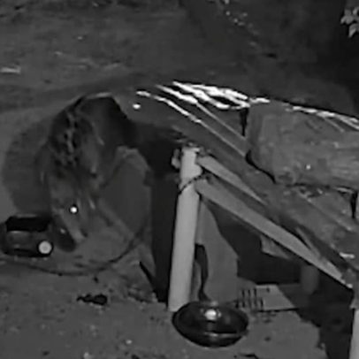 Onça-pintada é capturada após quase um ano em Corumbá, MS
