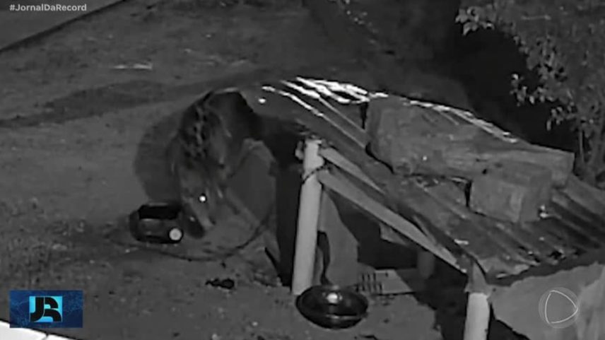 Onça-pintada é capturada depois de quase um ano em Corumbá (MS)