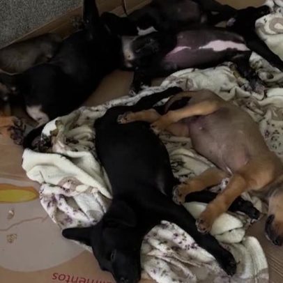 Polícia investiga jovens que transmitem tortura de animais ao vivo