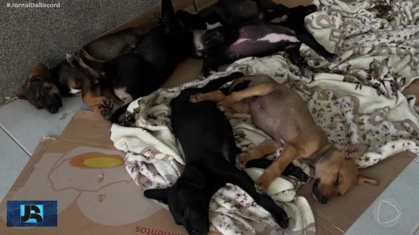 Polícia investiga jovens que transmitem tortura de animais ao vivo