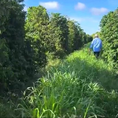 Safra de café em alta: expectativa de produção histórica