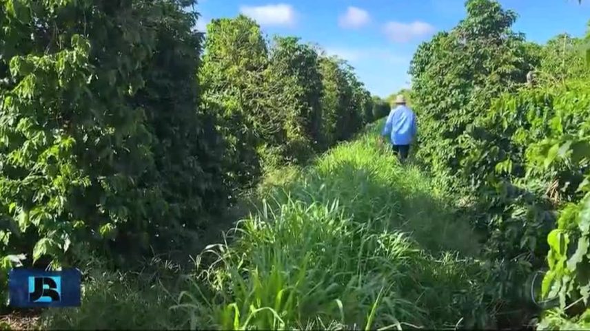 Safra do café está em alta e expectativa é de produção com recorde histórico