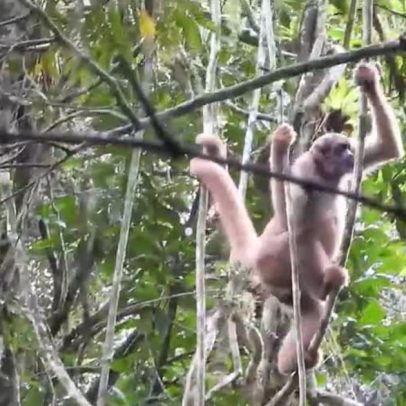 Mata Atlântica mostra sinais de recuperação em SP, aponta Fundação Florestal