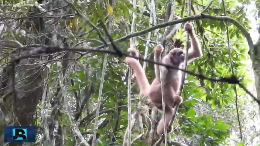 Mata Atlântica demonstra sinais de recuperação em SP, segundo mapeamento da Fundação Florestal