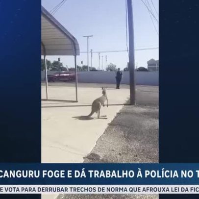 Canguru foge, mobiliza polícia e é capturado após perseguição no Texas